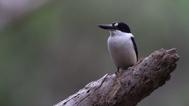 Forest Kingfisher - ML482116