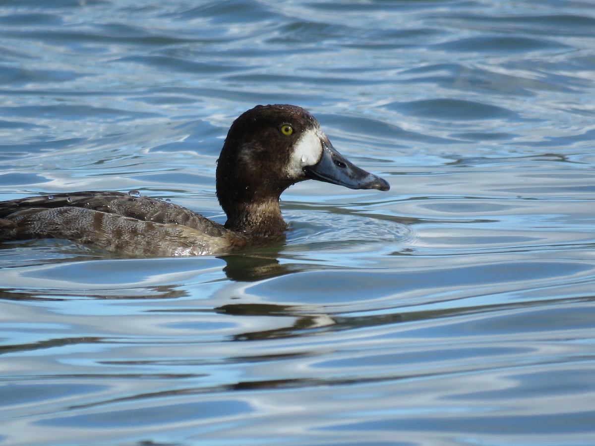 Greater Scaup - ML48211691