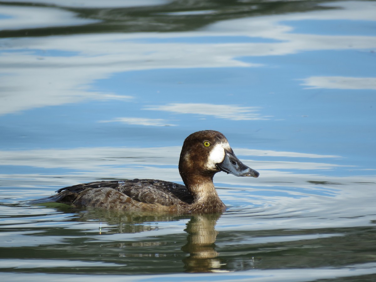 Greater Scaup - ML48211771
