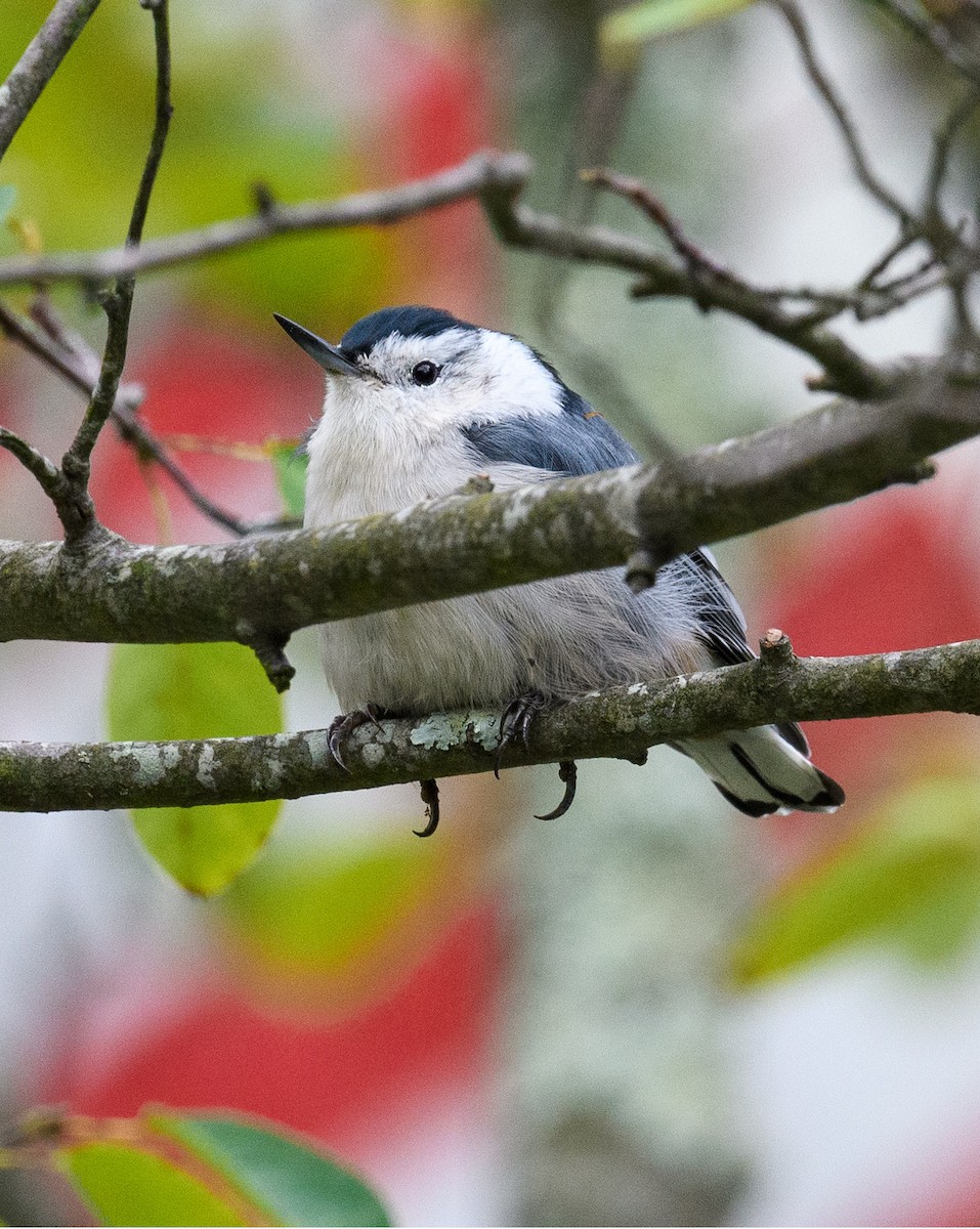 White-breasted Nuthatch - Tom Warren