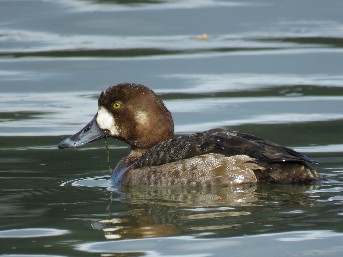 Greater Scaup - ML48211801