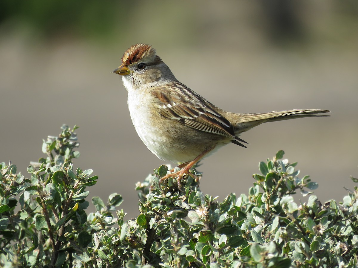 White-crowned Sparrow - Kai Frueh