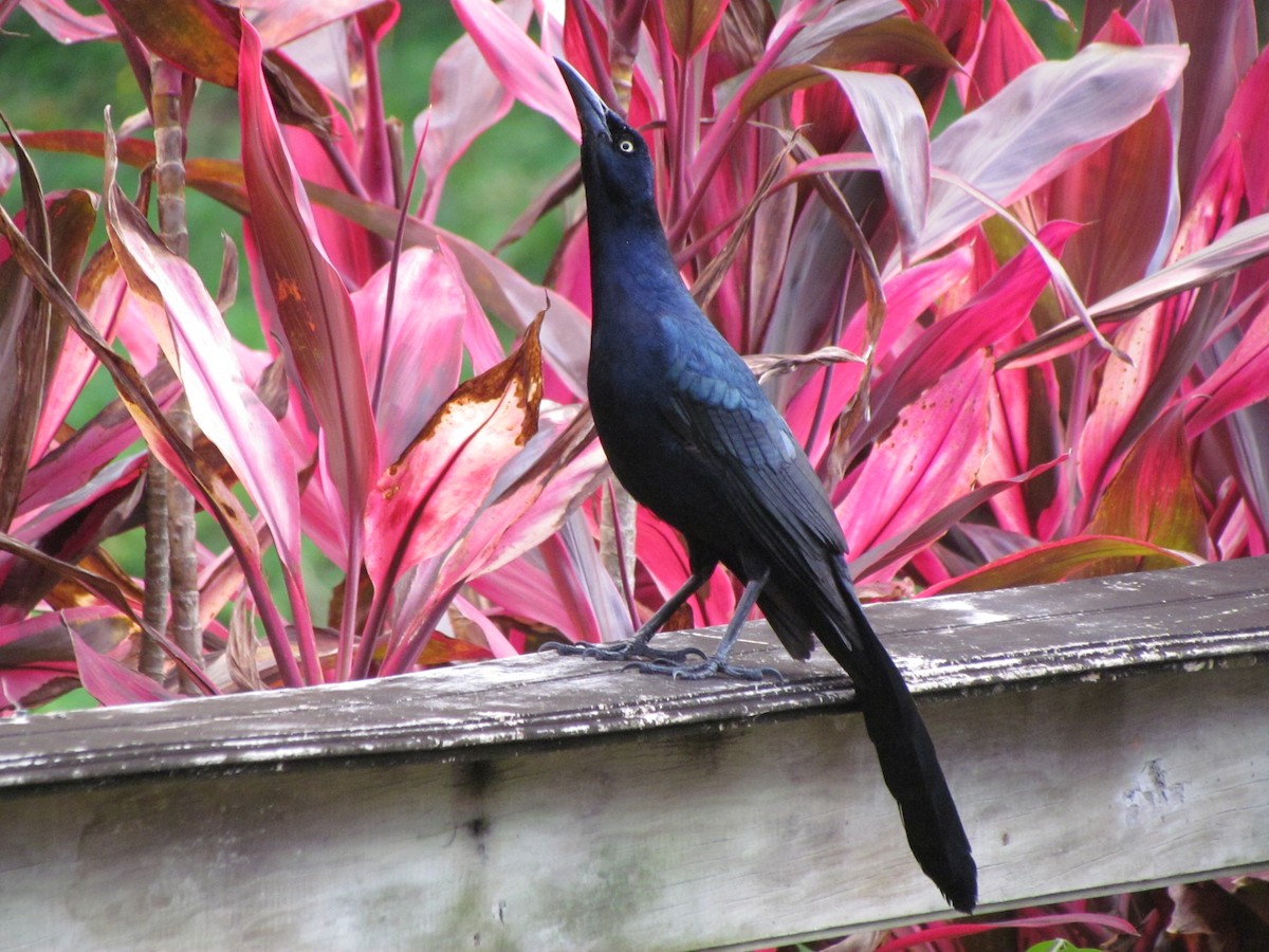 Great-tailed Grackle - ML482124791