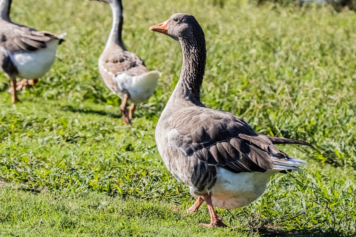 eBird Checklist 5 Sep 2022 Flat Rock Park, Kerrville USTX 22