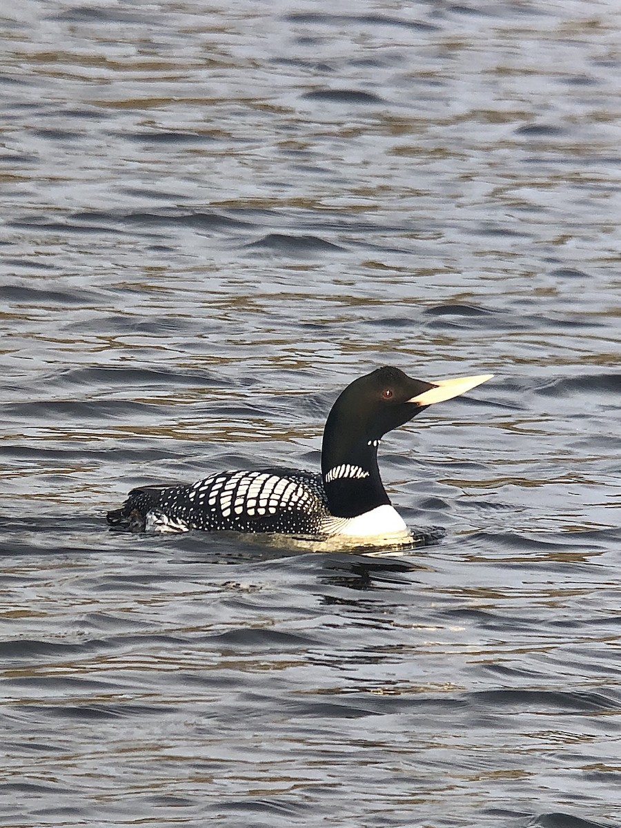 Yellow-billed Loon - Thierry Grandmont