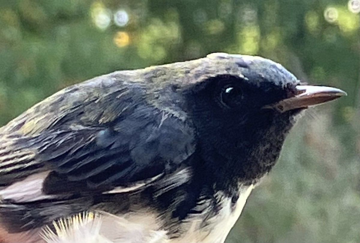 Black-throated Blue Warbler - ML482128471