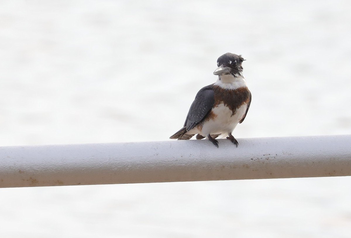 Belted Kingfisher - ML482133421