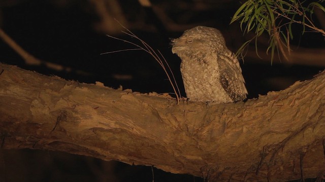 Papuan Frogmouth - ML482144