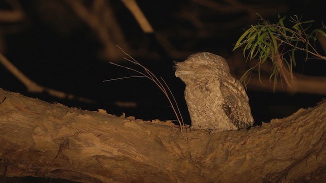 Papuan Frogmouth - ML482145