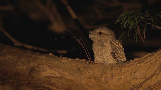 Papuan Frogmouth - ML482146