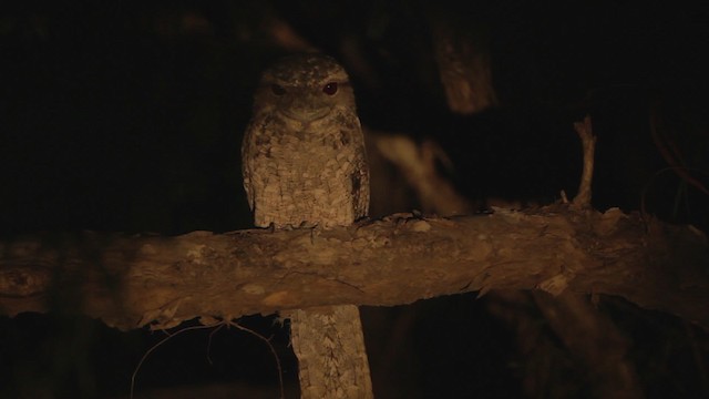 Papuan Frogmouth - ML482148