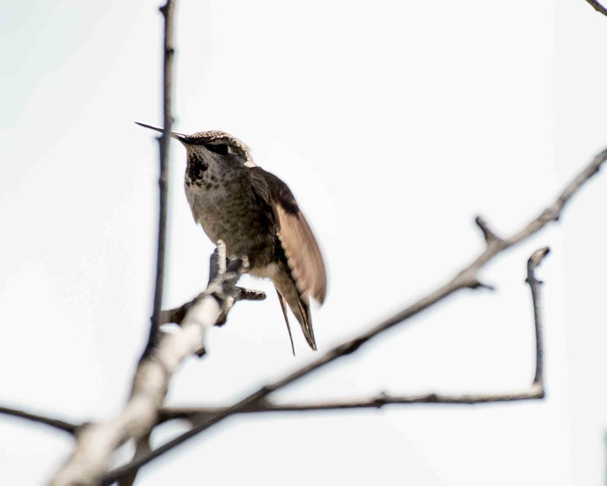 hummingbird sp. - James McNamara