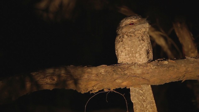Papuan Frogmouth - ML482149