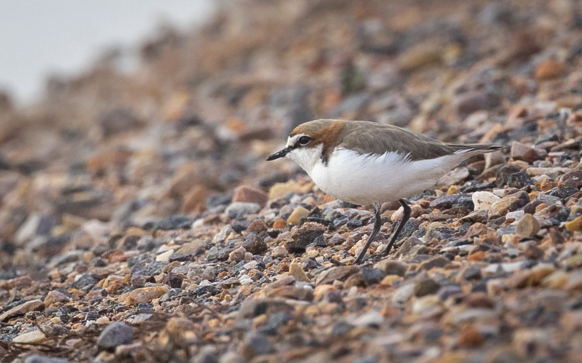 Red-capped Plover - ML482154181