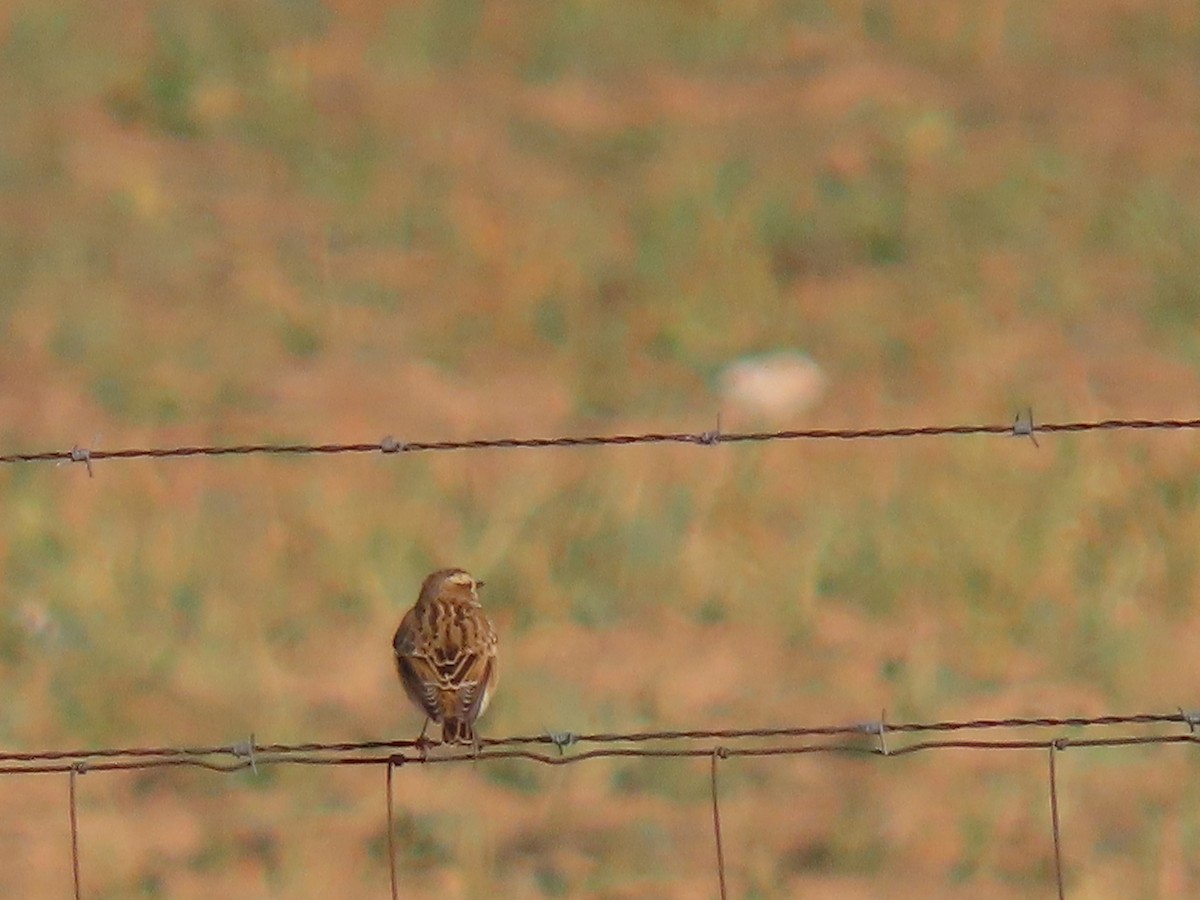 Whinchat - ML482157291