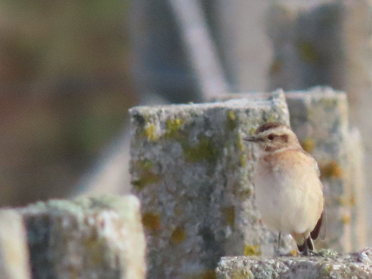 Whinchat - ML482157301