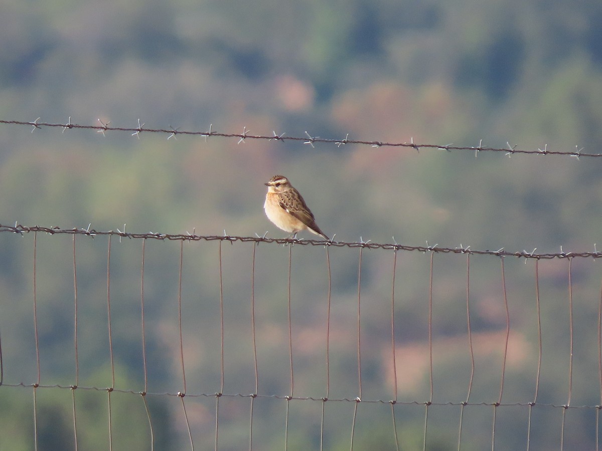Whinchat - ML482157341