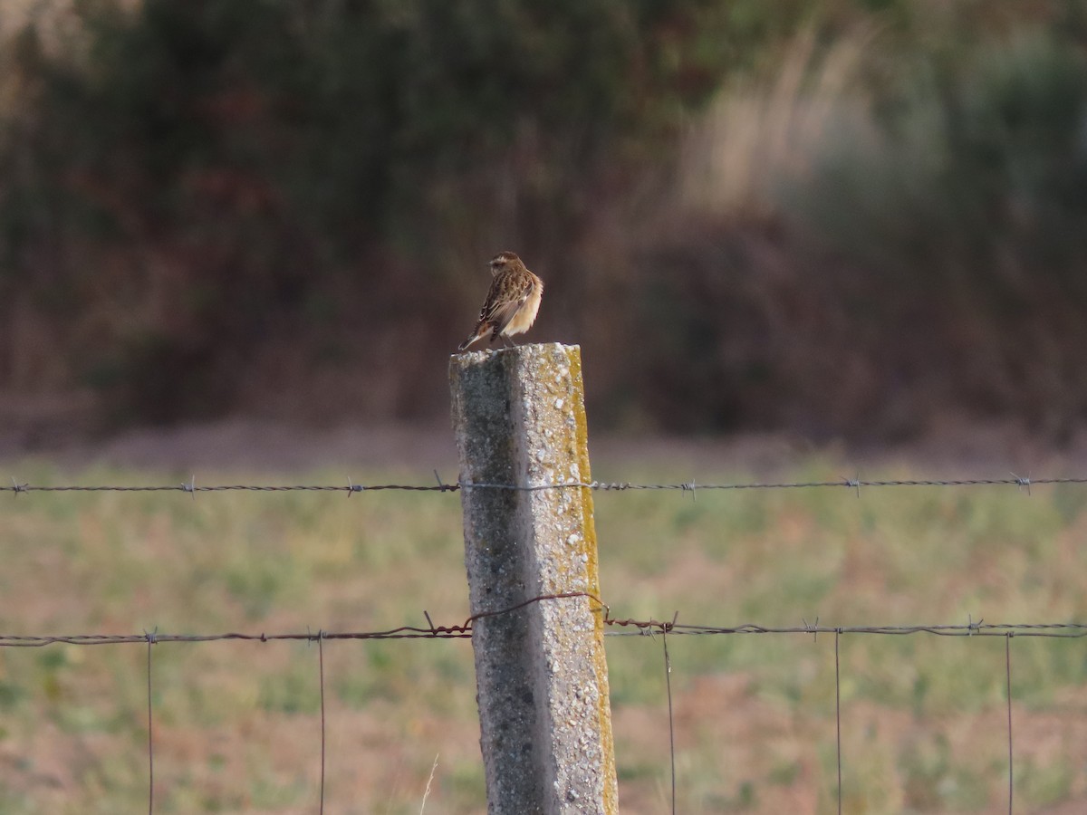 Whinchat - ML482157351