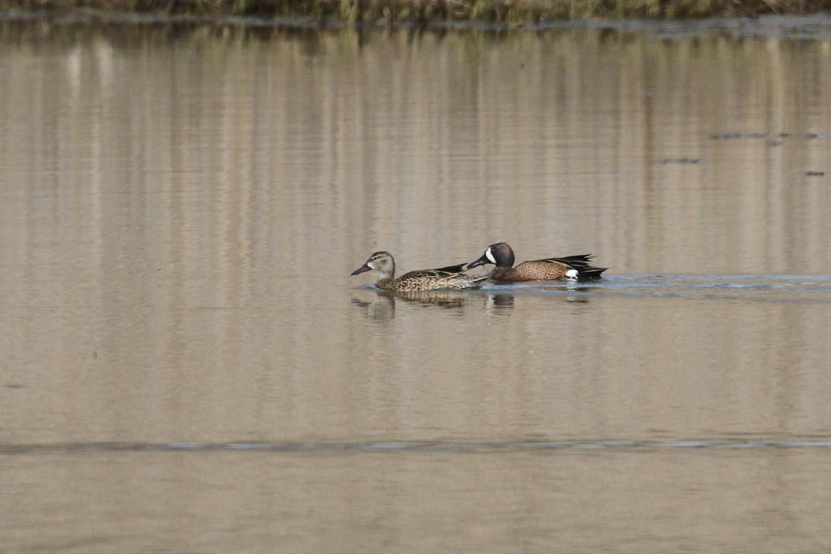 Blue-winged Teal - ML482163661