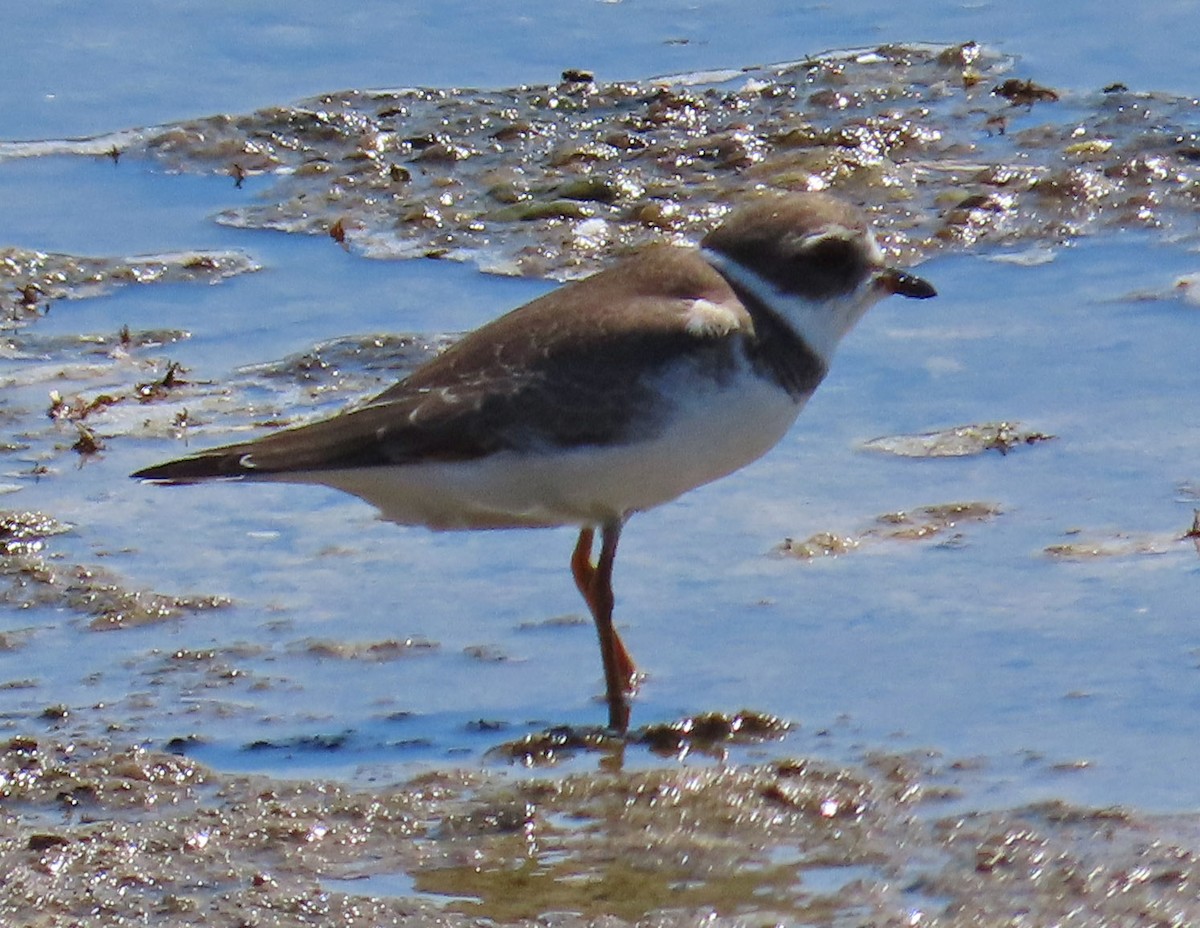 Semipalmated Plover - ML482163951