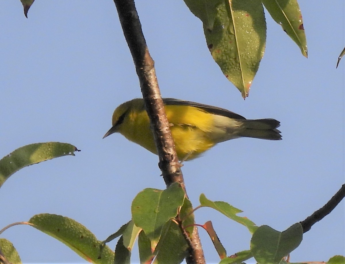 Blue-winged Warbler - Jenny Young