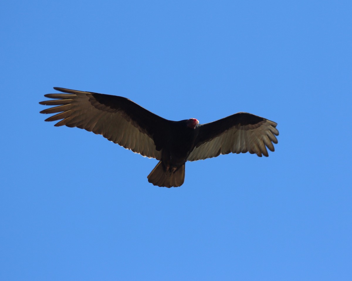 Turkey Vulture - Peter Roberts