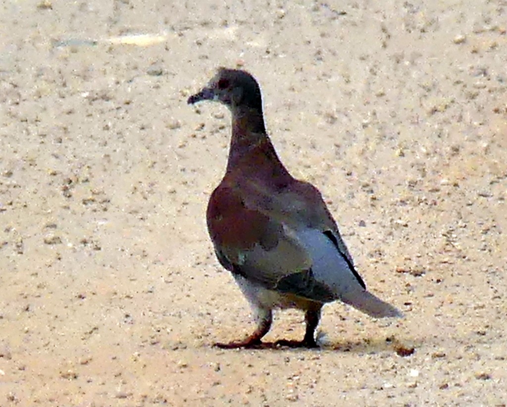 Pale-vented Pigeon - ML482191301