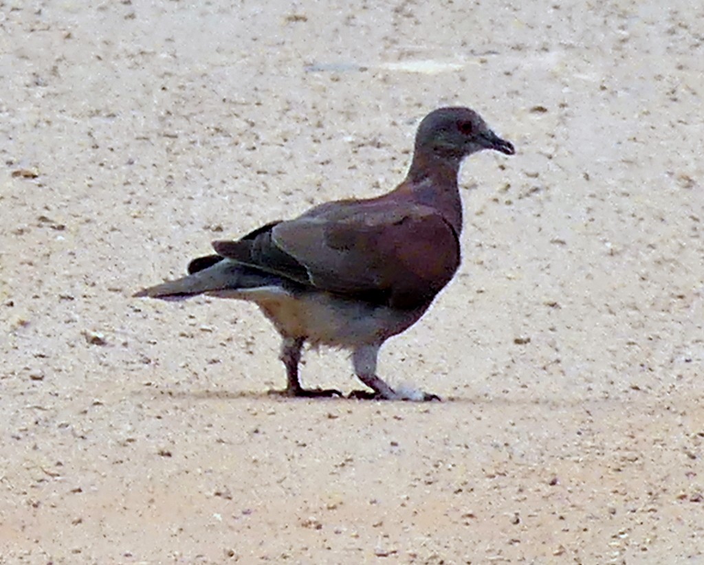 Pale-vented Pigeon - ML482191311