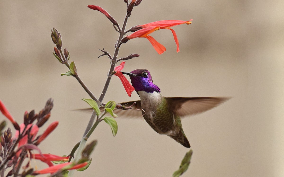 Costa's Hummingbird - ML48219441