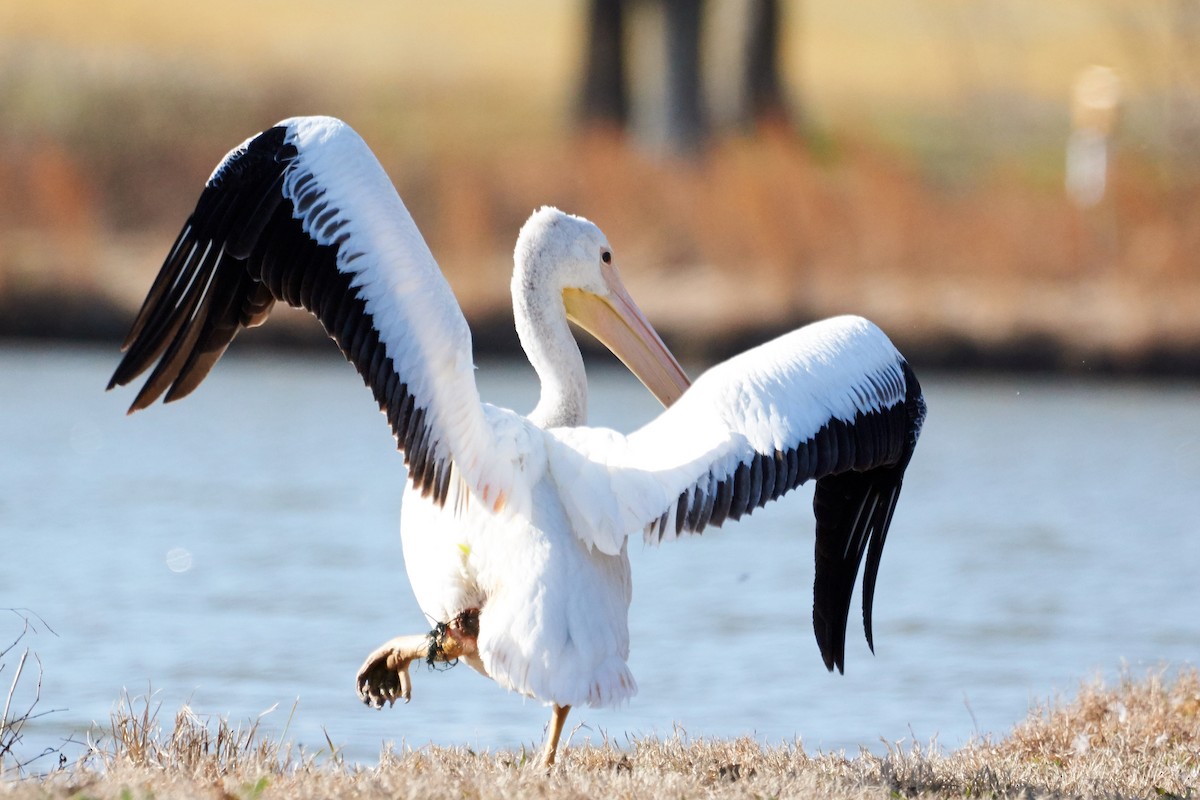 American White Pelican - Kuen Wu