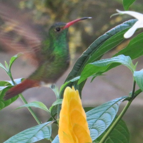 Rufous-tailed Hummingbird - Vicente Amado Gavidia Medina