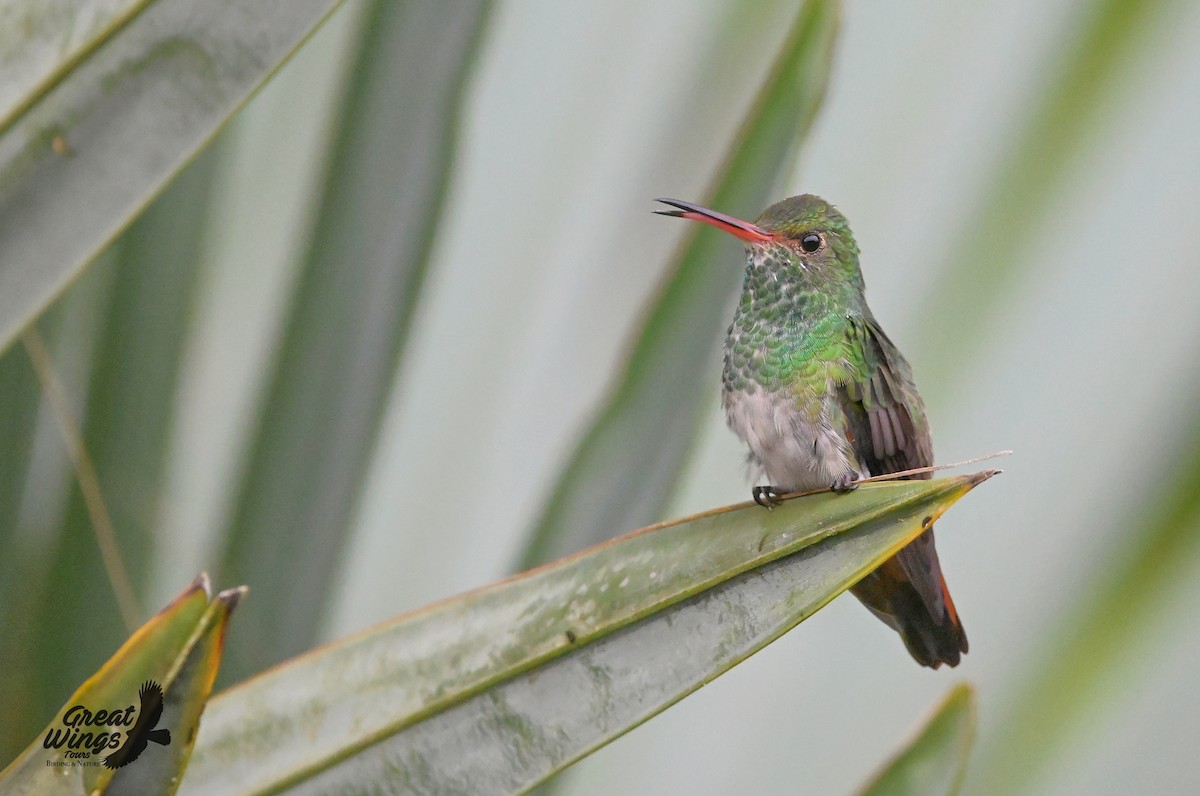 Rufous-tailed Hummingbird - ML482199481