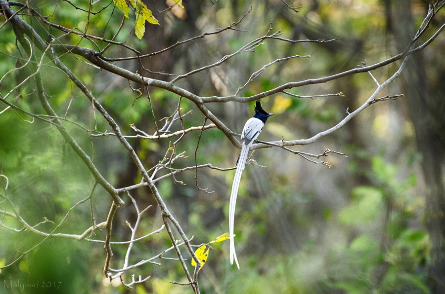 Indian Paradise-Flycatcher - Malyasri Bhattacharya