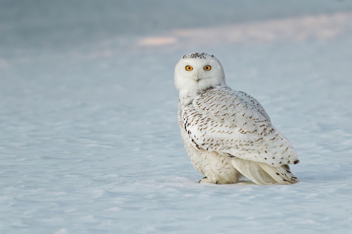 Snowy Owl - ML482208461