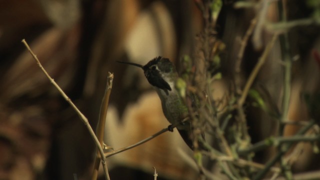 Costa's Hummingbird - ML482217