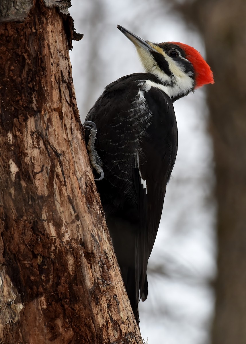 Pileated Woodpecker - Don Carbaugh
