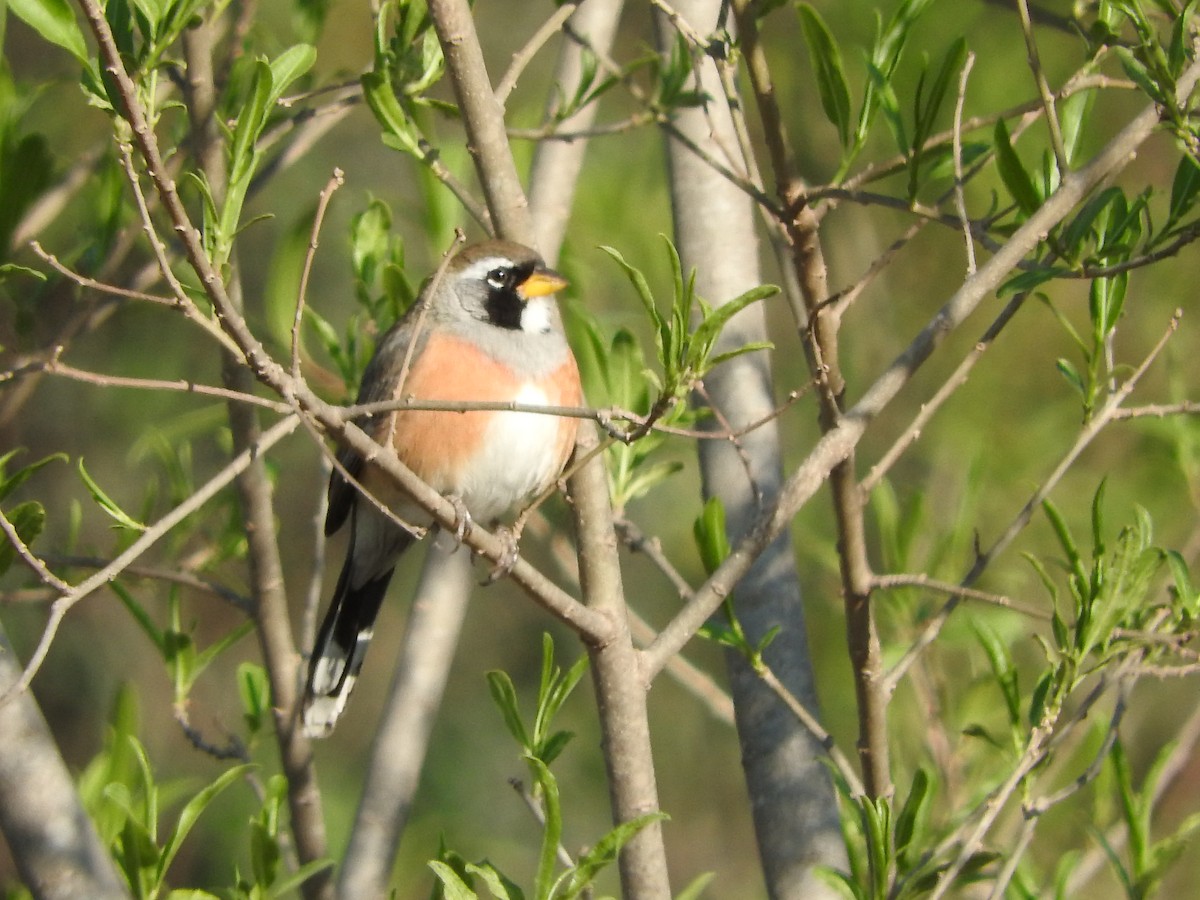 Many-colored Chaco Finch - ML482232201
