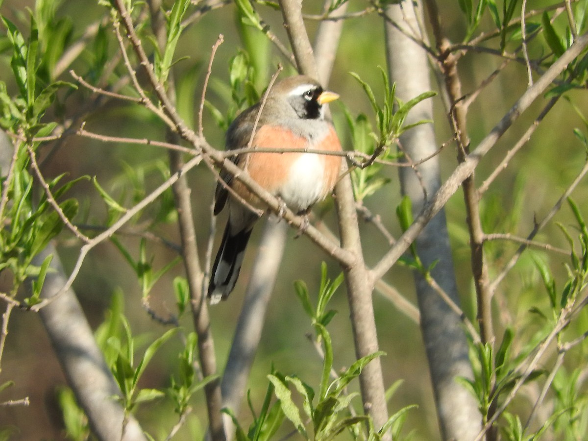 Many-colored Chaco Finch - ML482232681