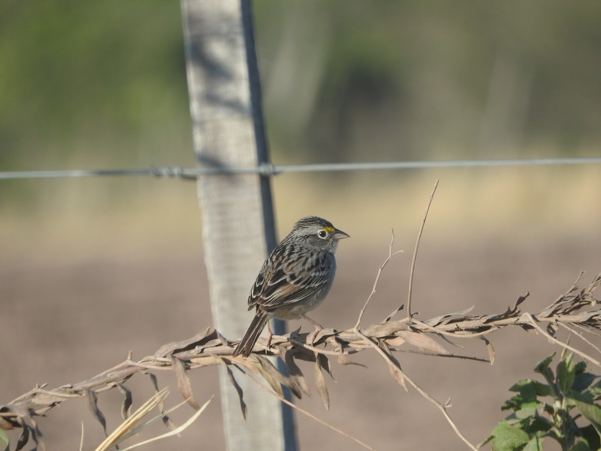 Grassland Sparrow - ML482233511