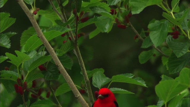 Scarlet Tanager - ML482237