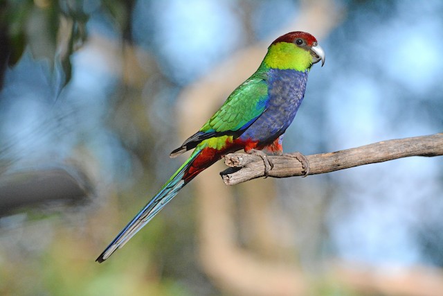 Red capped deals parrot