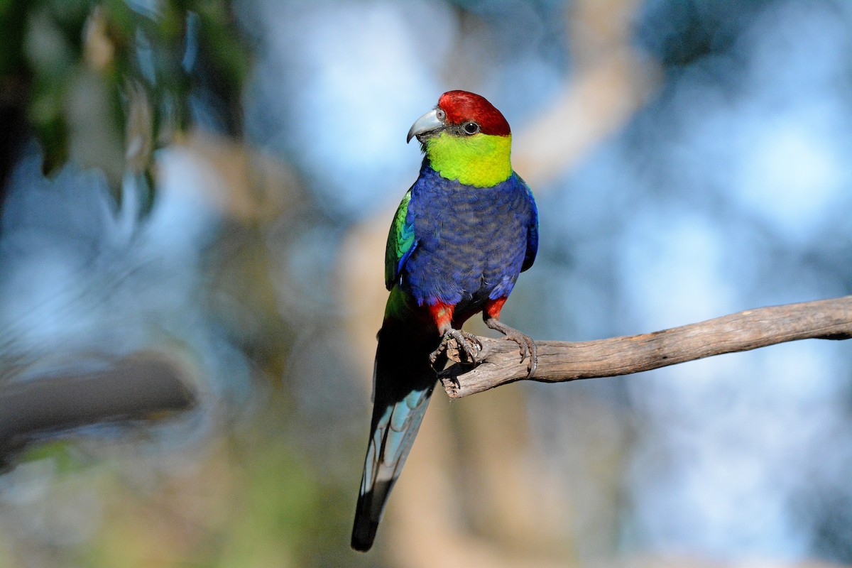 Red-capped Parrot - ML482237521