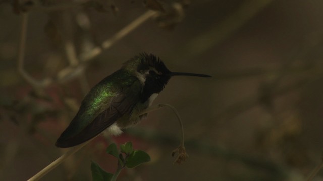 Costa's Hummingbird - ML482238