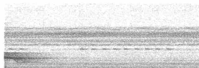 Pauraquenachtschwalbe - ML482238101