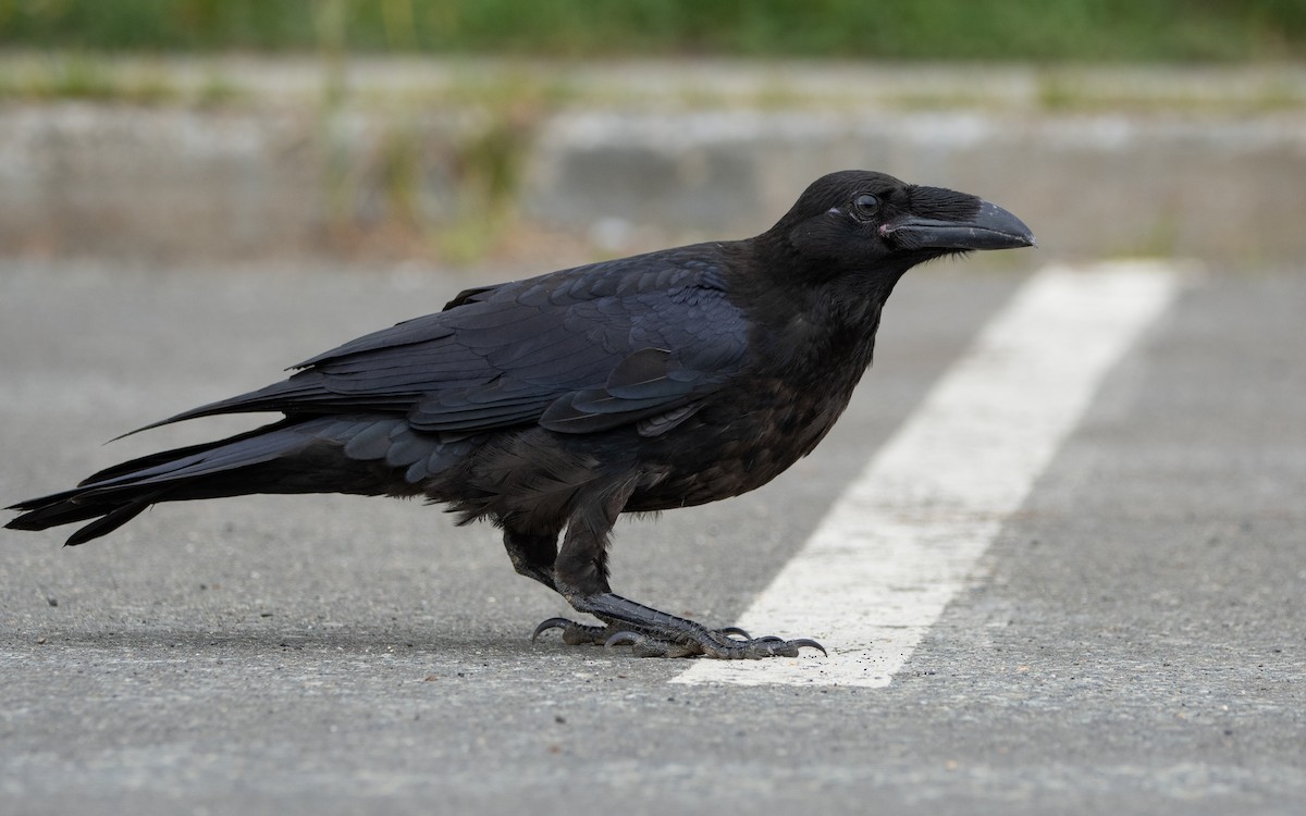 Common Raven - ML482241081