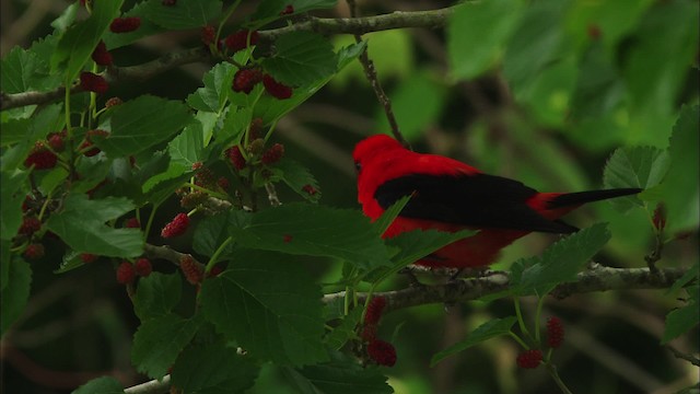 Scarlet Tanager - ML482242