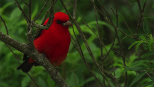 Scarlet Tanager - ML482243