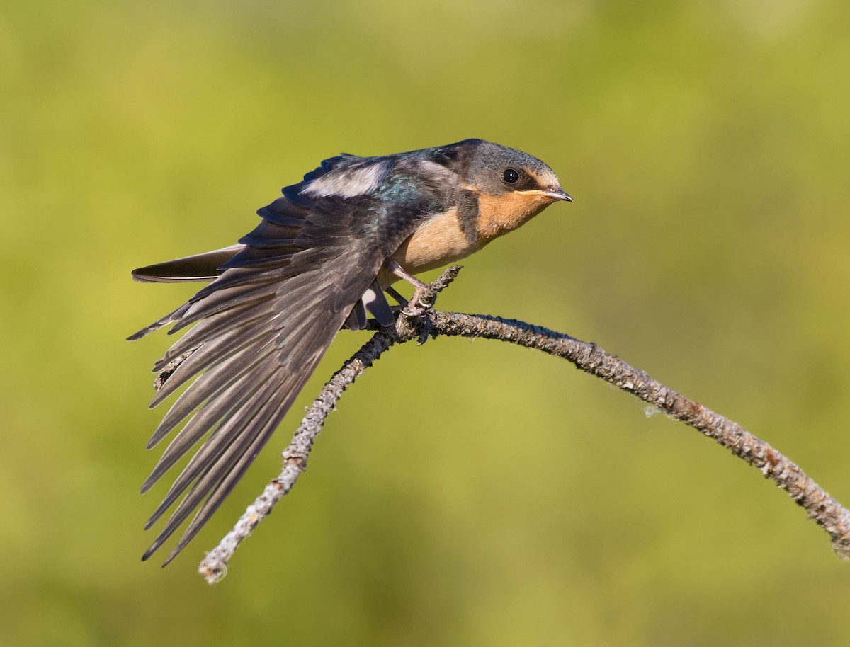 Barn Swallow - Nick Saunders