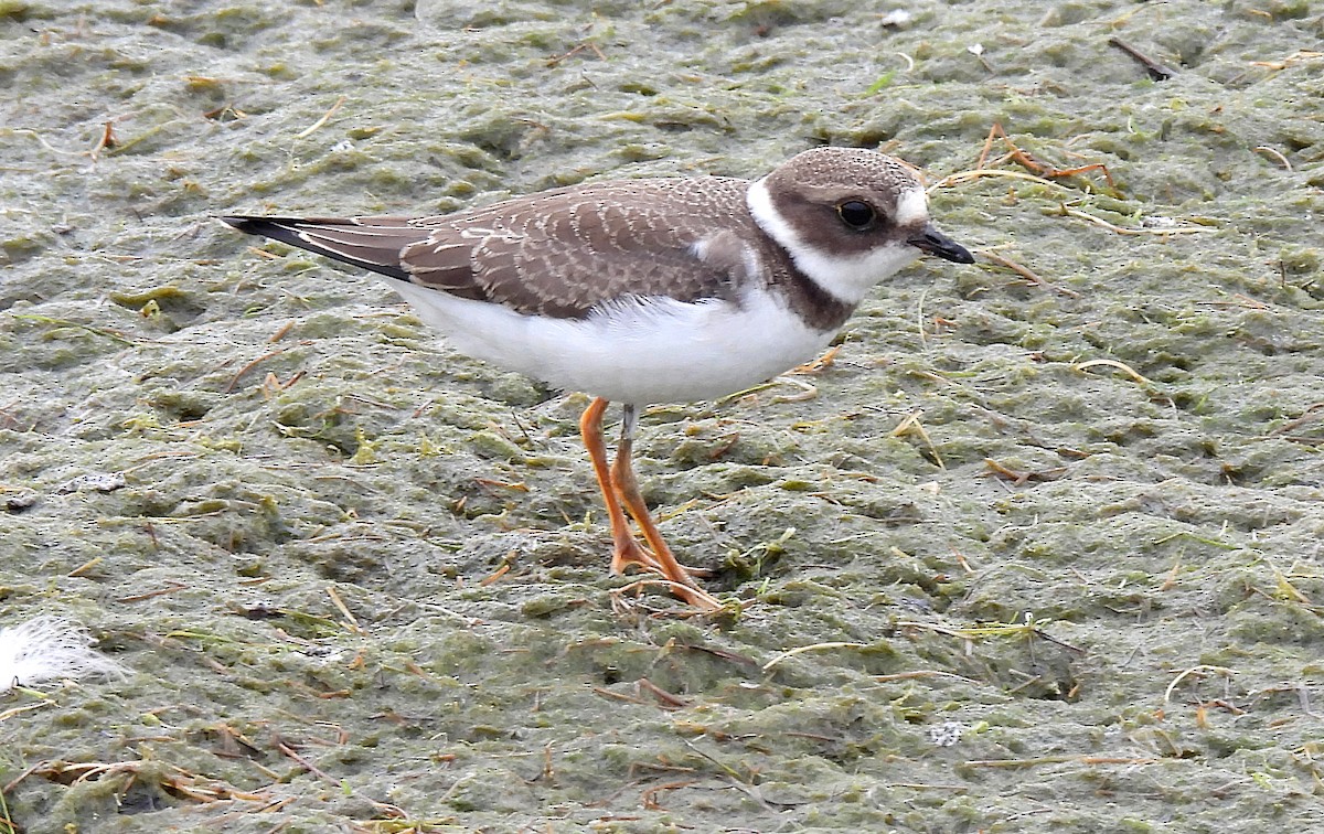 Semipalmated Plover - ML482244891