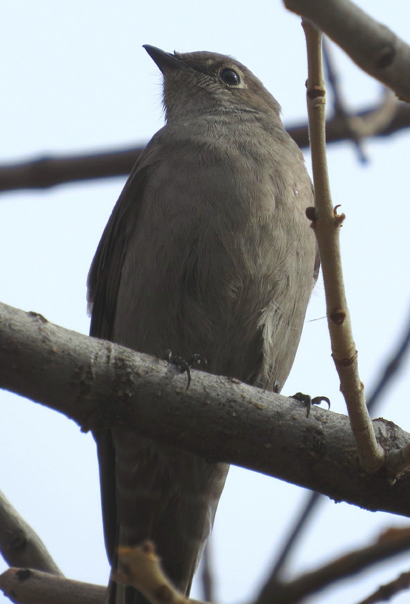 Townsend's Solitaire - ML48224531